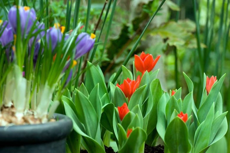 Tulipa praestans 'Fusilier', Tulip praestans 'Fusilier', Tulip 'Fusilier', Miscellaneous Tulip 'Fusilier', Botanical Tulips, Tulip Species, Rock Garden Tulips, Wild Tulips, Mid spring tulip, red tulip, multi-flowering tulip