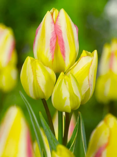 Tulipa Antoinette, Tulip 'Antoinette', Single Late Tulip 'Antoinette', Single Late Tulips, Spring Bulbs, Spring Flowers, Tulipe Antoinette, Yellow tulips, Tulipes Simples Tardives