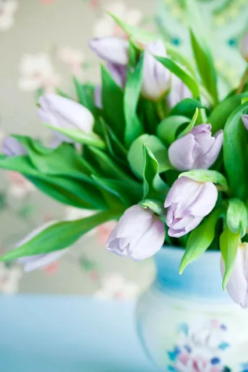Tulipa Candy Prince,Tulip 'Candy Prince', Single Early Tulip 'Candy Prince', Single Early Tulips, Spring Bulbs, Spring Flowers, Tulipe Candy Prince, Pink Tulips, Lavender tulips, Tulipes Simples Hatives