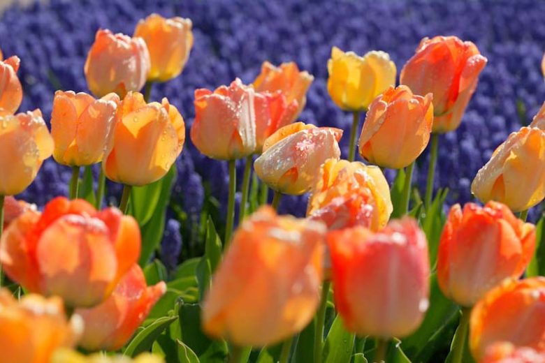 Tulipa Daydream, Tulip 'Daydream', Darwin Hybrid Tulip 'Daydream', Darwin Hybrid Tulips, Spring Bulbs, Spring Flowers, Tulipe Daydream,Tulipes Darwin, Apricot tulips, Orange tulips