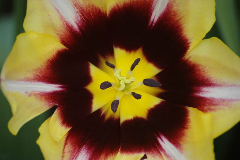 Tulipa Gavota,Tulip 'Gavota', Triumph Tulip 'Gavota', Triumph Tulips, Spring Bulbs, Spring Flowers, Tulipe White Gavota, Bicolor Tulips, Tulipes Triomphe, Mid spring tulips