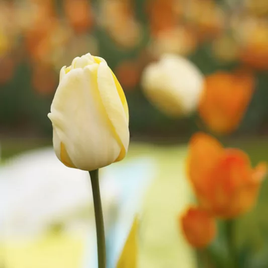 Tulipa Ivory Floradale, Tulip 'Ivory Floradale', Darwin Hybrid Tulip 'Ivory Floradale', Darwin Hybrid Tulips, Spring Bulbs, Spring Flowers, Tulipe Ivory Floradale,Darwin tulip, Tulipe Darwin