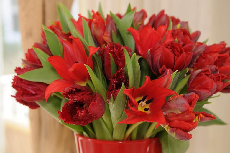 Tulipa Pretty Woman, Tulip 'Pretty Woman', Lily-Flowered Tulip 'Pretty Woman', Lily-Flowering Tulip Pretty Woman', Lily-Flowered Tulips, Spring Bulbs, Spring Flowers, Red tulip, mid late season tulip, mid late spring tulip