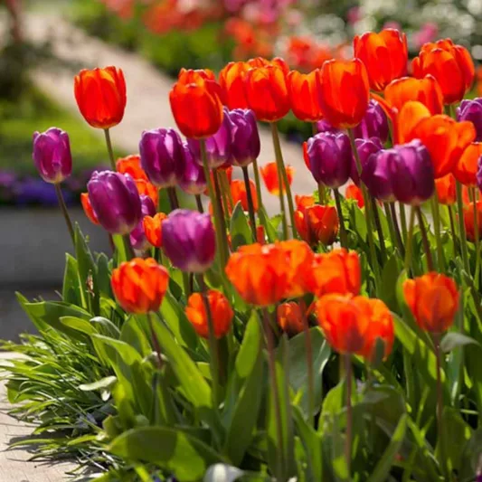 Tulip Purple Flag