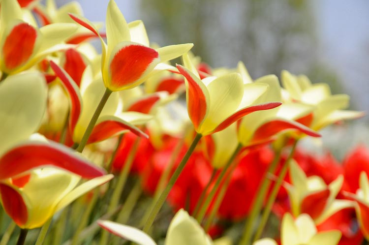 Tulip, Single Early Tulip, Single Late Tulip, Double Early Tulip, Double Late Tulip, Lily Tulip, Fringed Tulip, Greigii Tulip, Parrot Tulip, Spring Flowers