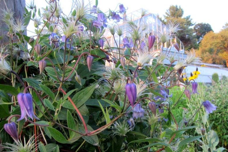 Clematis crispa, Swamp Leatherflower, Curly Clematis, Blue-jasmine, Curlflower, Curly Virgin's Bower, Marsh Clematis, Pitcher's Clematis, group 3 clematis