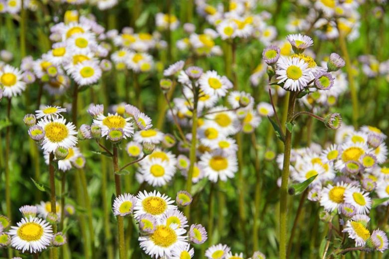 Erigeron pulchellus, Robin's Plantain, Poor Robin's Plantain, Rose Petty, Robert's Plantain, Blue Spring-daisy