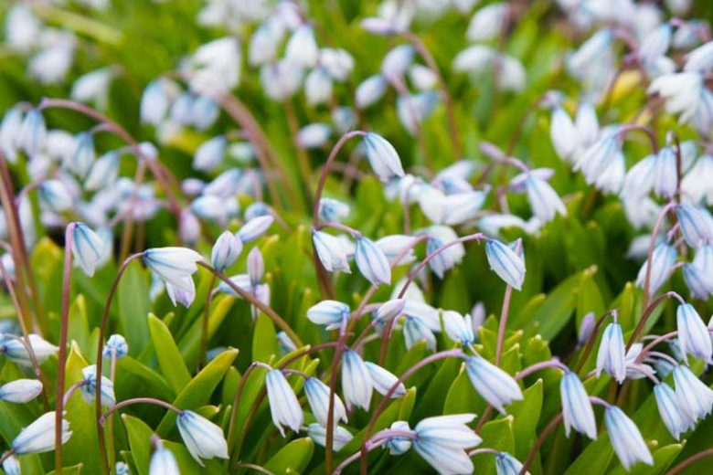 Squill Tubergiana 'Tubergeniana',Scilla Mischtschenkoana 'Tubergeniana', Spring Bulbs, Early Scilla 'Tubergeniana', White Squill 'Tubergeniana'