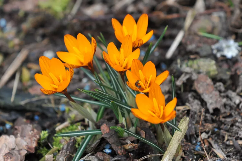 Crocus olivieri subsp. balansae 'Orange Monarch', Crocus 'Orange Monarch', Crocus balansae 'Orange Monarch', Crocus 'Orange King', Botanical Crocus, Spring Bulbs, Spring Flowers