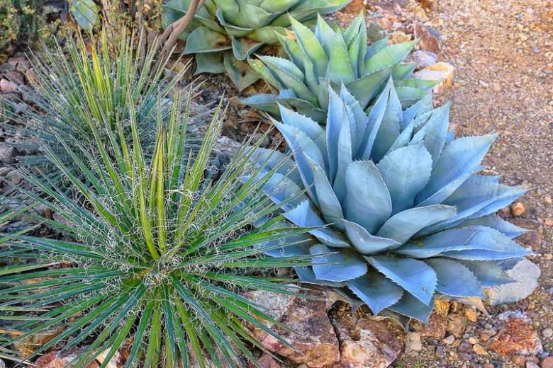 Agave filifera, Thread Agave