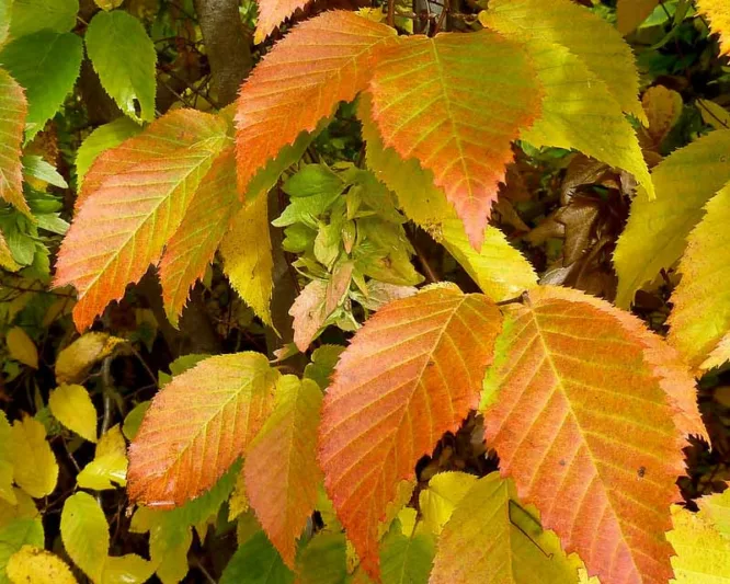 Carpinus caroliniana