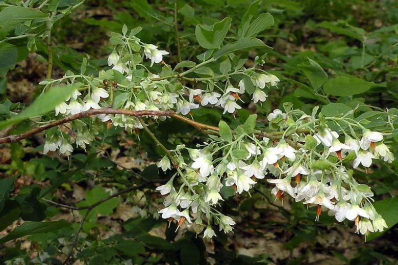 Vaccinium stamineum, Deerberry, Common Deerberry, Blueberries, Fruiting Shrubs, Berries