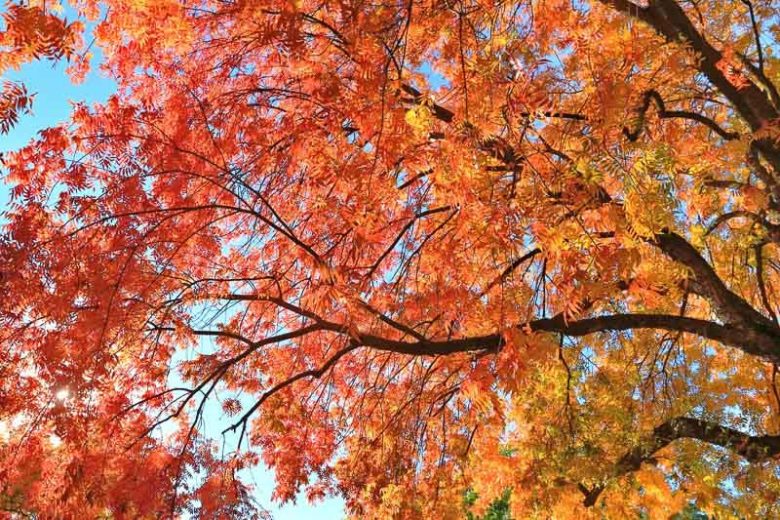 Pistacia chinensis, Chinese pistachio, Chinese Pistache, Fall Color, Red Leaves