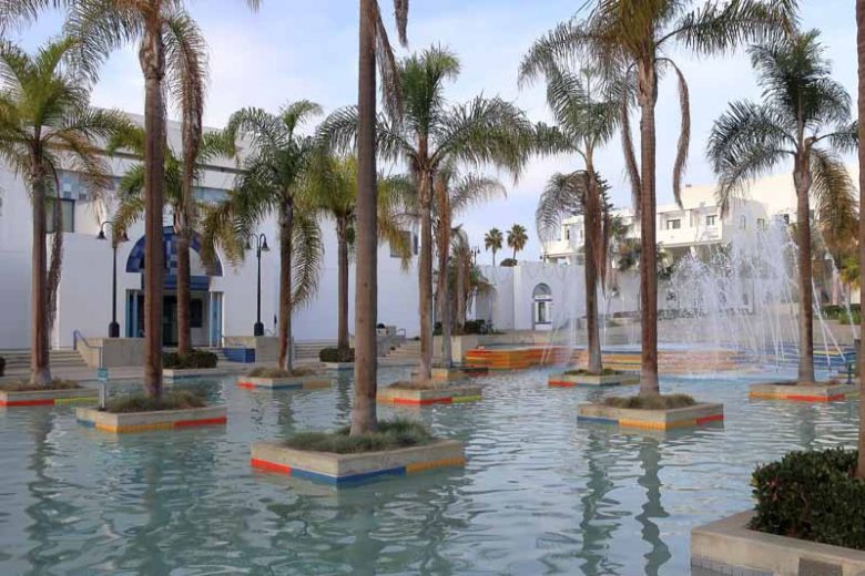 Syagrus romanzoffiana, Queen Palm, Arecastrum romanzoffianum, Drought tolerant tree, Palm Tree