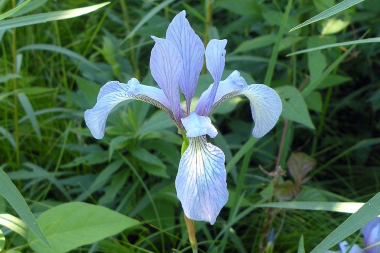 Iris prismatica, Slender Blue Iris, Slender Blue Flag, Coastal Iris, Iris carolina, Iris prismatica var. austrina , Iris for Ponds, Perennial for wet soil, Perennial for poorly drained soils, Purple Flowers