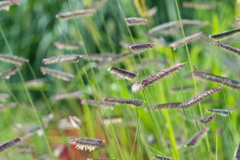 Bouteloua gracilis, Blue Grama, Blue Grama Grass, Mosquito Grass, Ornamental Grass, Perennial grass, Drought tolerant grass