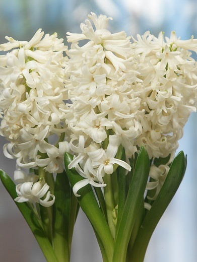 Hyacinth Carnegie, Hyacinth 'Carnegie', Dutch Hyacinth, Hyacinthus Orientalis, Common Hyacinth, Spring Bulbs, Spring Flowers, white hyacinth, early spring bloomer, mid spring bloomer