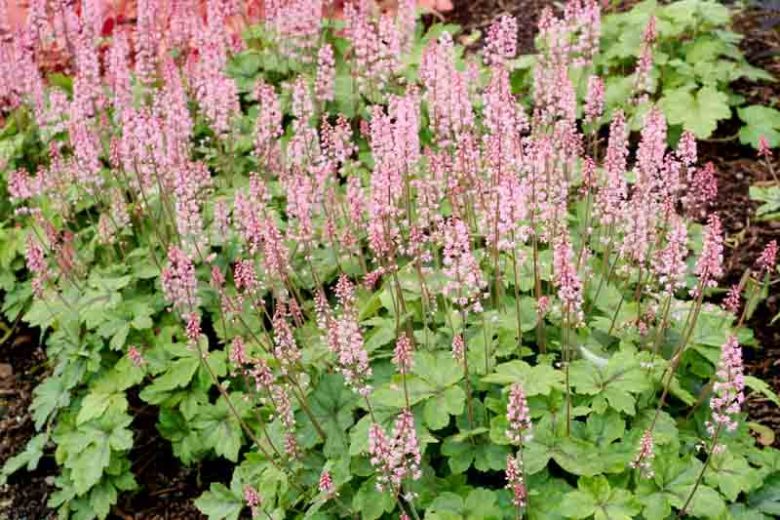 Heucherella 'Dayglow Pink', Foamy Bells 'Dayglow Pink', Shade plants, Evergreen perennials, Green Heucherella, Green Foamy Bells, Pink Flowers
