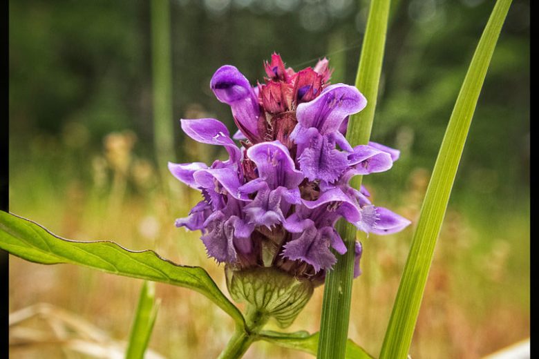 Prunella vulgaris, Selfheal, All-Heal, Blue Curls, Blue Lucy, Carpenter Grass, Carpenter's Square, Heart of the Earth, Herb Carpenter, California Native Plant, California Native Perennial