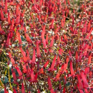 Phygelius, Cape Fuchsia,  Cape Figwort, Summer blooms, Hummingbird plants