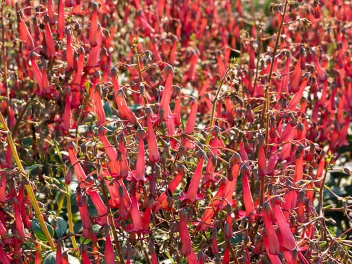 Phygelius, Cape Fuchsia,  Cape Figwort, Summer blooms, Hummingbird plants