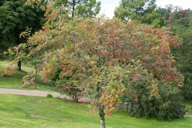 Sorbus pseudohupehensis 'Pink Pagoda', Chinese Mountain Ash, Sorbus hupehensis 'November Pink', Sorbus hupehensis 'Pink Pagoda', Sorbus hupehensis 'Rosea', Sorbus hupehensis var. obtusa 'Rufus', Sorbus 'November Pink', Sorbus 'Rufus'
