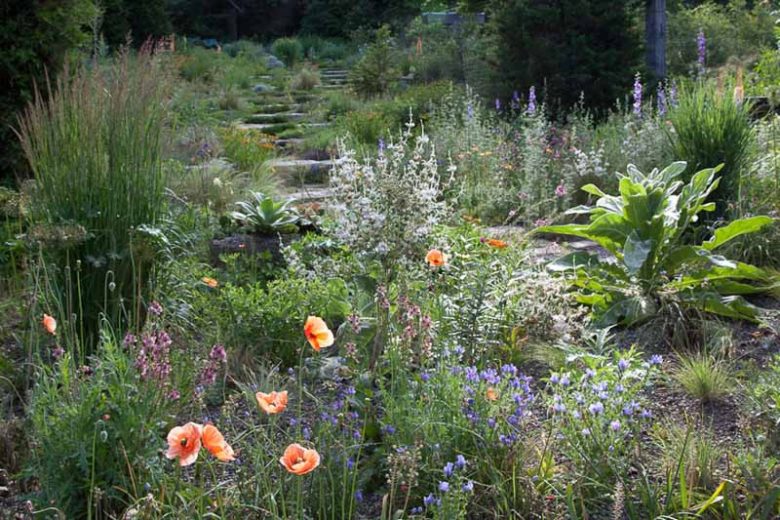 Echium Vulgare 'Blue Bedder', Viper's Bugloss 'Blue Bedder', Echium plantagineum 'Blue Bedder', Viper's Bugloss, Adderwort, Blue Devil, Blue Thistle, Blueweed, Bugloss, Cat's Tail, North American Blueweed, Snake Flower, Viper's Grass, Viper's Herb,