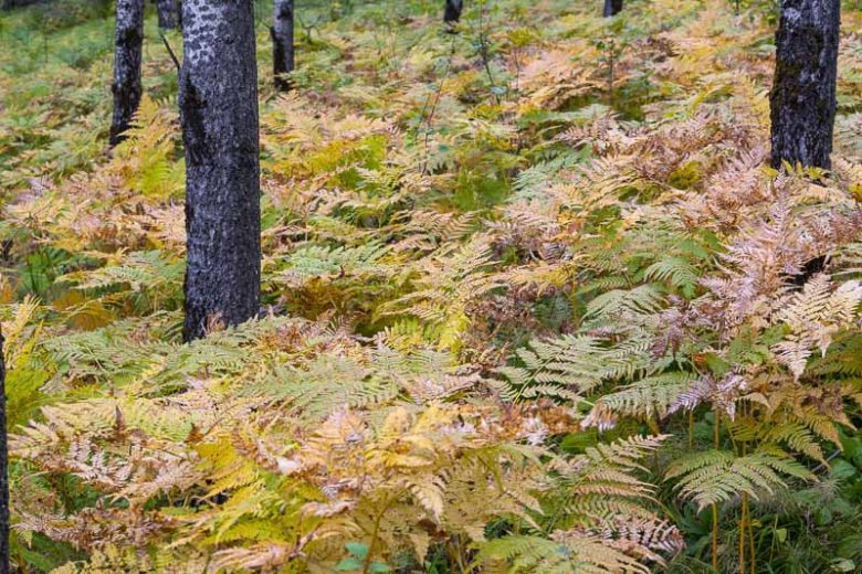 Pteridium aquilinum, Western Bracken Fern, Bracken Fern, Western Bracken, Bracken