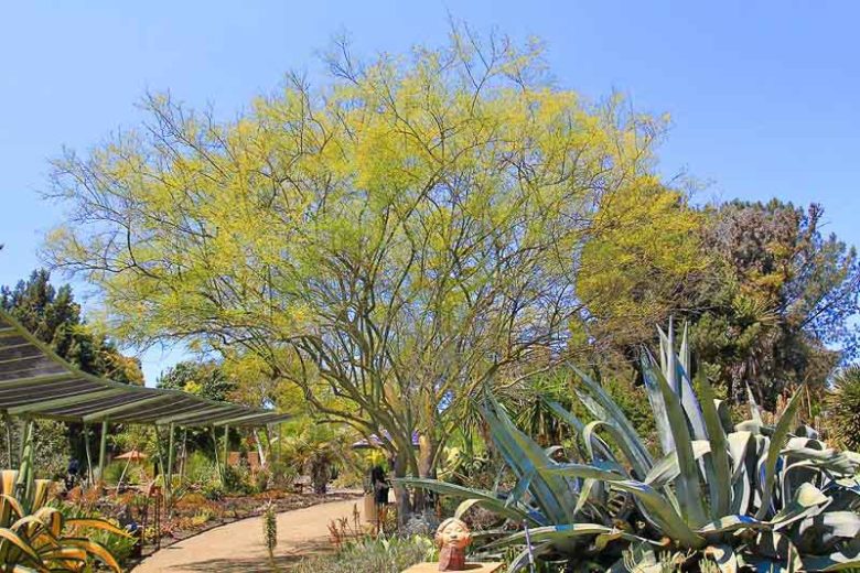 Parkinsonia florida, Blue Paloverde, Cercidium floridum, Cercidium floridum ssp. floridum, Desert Trees, Yellow Flowers