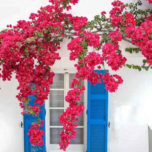 Bougainvillea, Bougainvillea Plant, Bougainvillea Care, Bougainvillea Plants, Indoor Plants, Houseplants