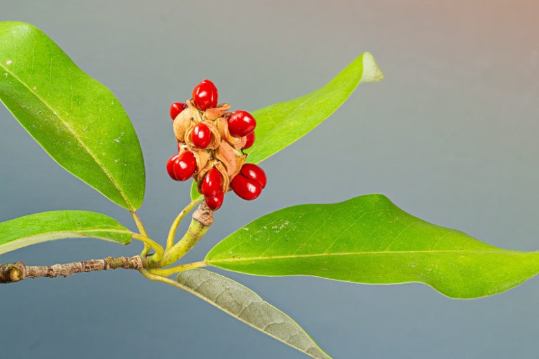 Magnolia virginiana, Sweet Bay Magnolia, Sweetbay, Sweetbay Magnolia, Southern Sweetbay, Swampbay, Swamp Magnolia, Sweet Magnolia, Small Magnolia, Laurel Magnolia, White Bay, White Laurel, Swamp Laurel, Beaver Tree, White magnolia, White flowers, Fragrant tree, semi-evergreen tree, evergreen tree