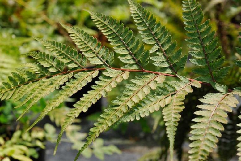 Athyrium otophorum, Eared Lady Fern, Asplenium otophorum, Shade plants, shade perennial, plants for shade, plants for wet soil