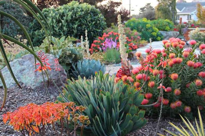 Leucospermum 'Scarlet Ribbon', Pincushion 'Scarlet Ribbon', Pincushion Protea 'Scarlet Ribbon', Red Pincushion, Red flowers, Mediterranean shrubs, Evergreen Shrubs, Drought tolerant shrubs