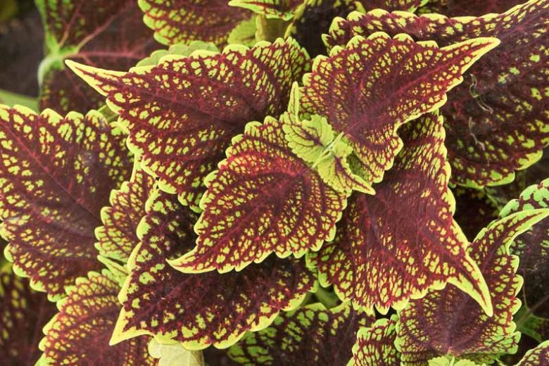 Solenostemon Coleosaurus, Coleus Coleosaurus, Plectranthus Coleosaurus, Red Coleus, Red Solenostemon, Red Plectranthus