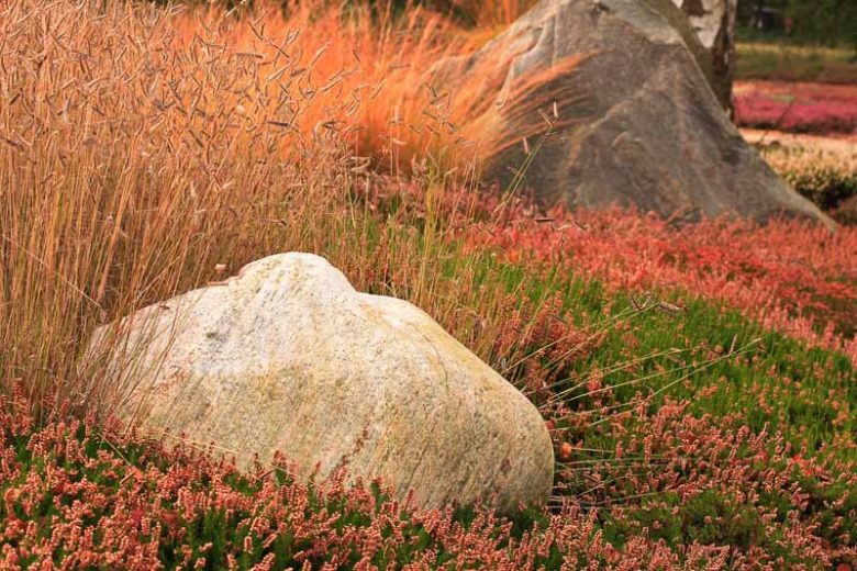 Bouteloua gracilis, Blue Grama, Blue Grama Grass, Mosquito Grass, Ornamental Grass, Perennial grass, Drought tolerant grass