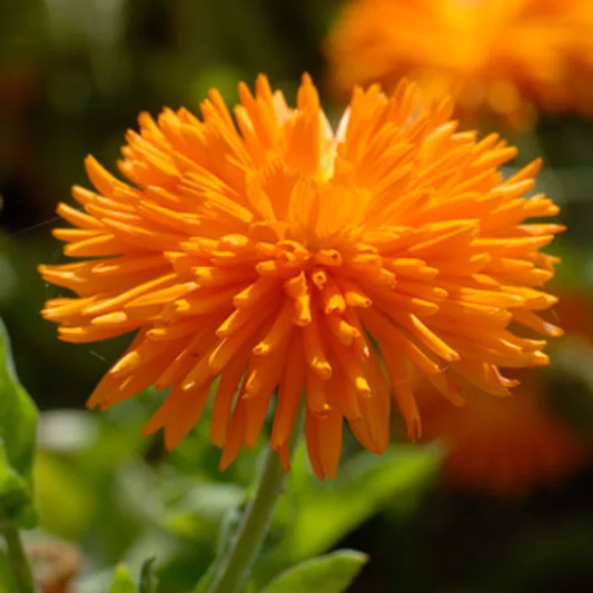 Calendula  officinalis 'Orange Porcupine', Pot Marigold Orange Porcupine, English Marigold Orange Porcupine, Orange Calendula, Orange Pot Marigold, Orange Marigold