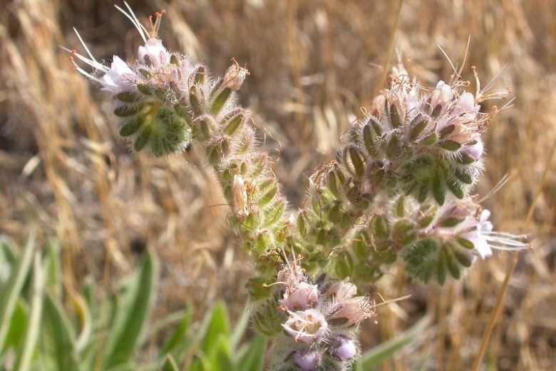 Phacelia hastata, Silverleaf Phacelia, Whiteleaf Phacelia, Purple Flowers, Purple perennials
