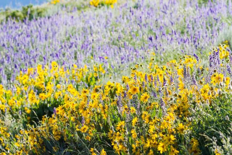 Lupinus argenteus, Silvery Lupine, Silver-Stem Lupine, Blue Flowers, Blue Perennial, Blue Wildflowers