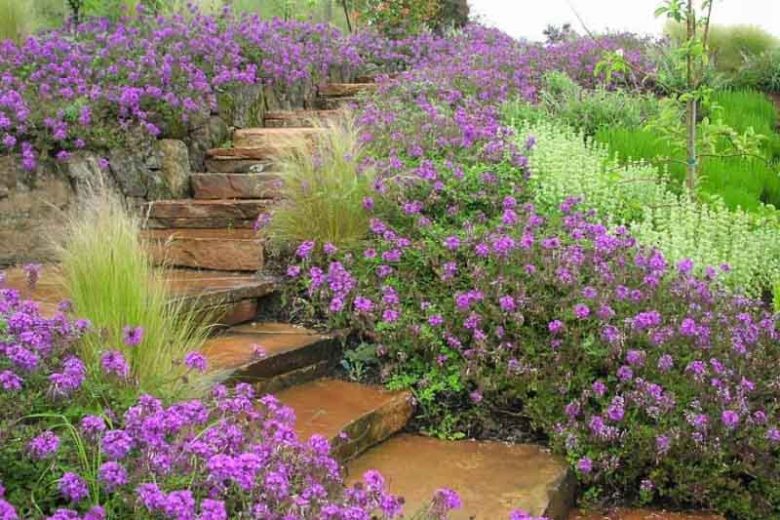 Homestead Purple Verbena, Verbena canadensis Homestead Purple, trailing verbena Homestead Purple, purple verbena, Drought tolerant plants, Heat Tolerant plants