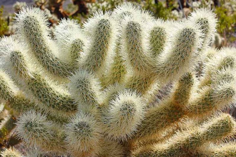 Cylindropuntia bigelovii, Teddybear Cholla, Golden Spined Jumping Cholla, Teddy-Bear Cactus, Oso de Peluche, Teddy-Bear Cholla, Opuntia bigelovii
