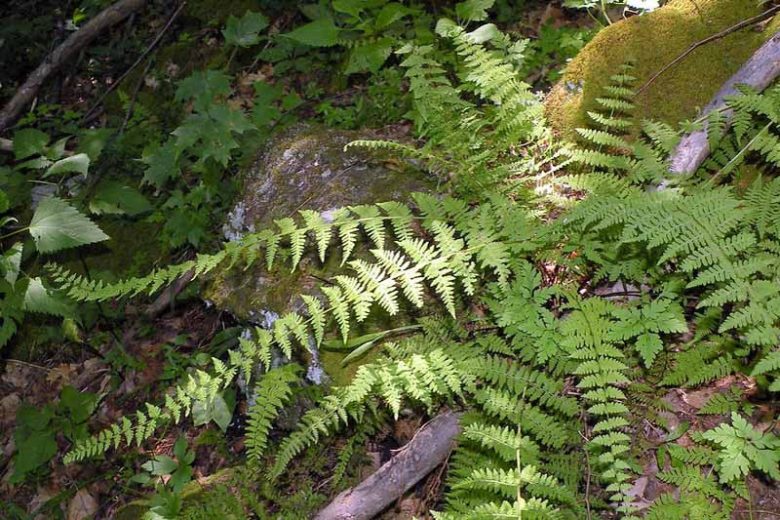 Cystopteris bulbifera, Bulblet Bladder Fern, Bulblet Fern, Filix bulbifera, Shade plants, shade perennial, plants for shade
