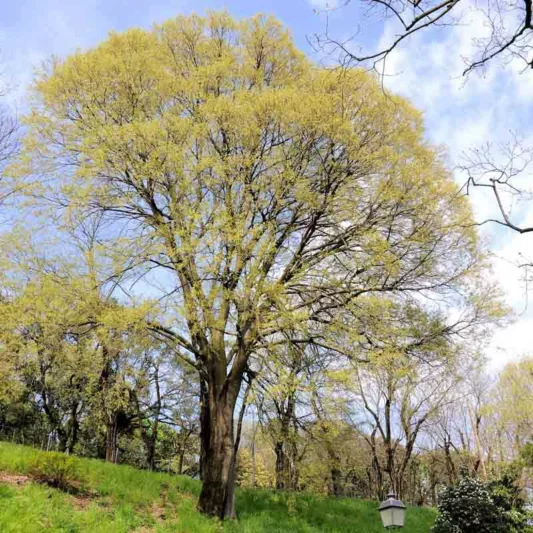 Celtis occidentalis, Common Hackberry, Northern Hackberry, American Hackberry, Nettle Tree, Beaverwood, False Elm, Tree with fall color, Fall color, Attractive bark Tree