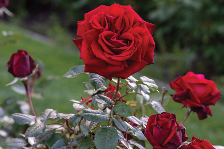 Rosa Ingrid Bergman, Rose Ingrid Bergman®, Rosa Love You Mum, Rosa 'POUlman', Hybrid Tea Roses, Shrub Roses,  Red roses, Red Hybrid Tea Roses,  Red Landscape Roses