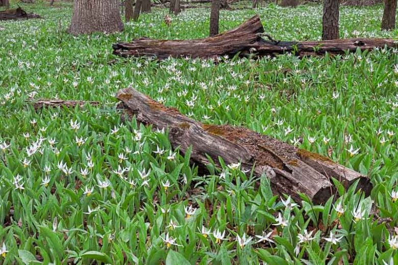 Erythronium albidum, White Trout Lily, White Troutlily, White Dog's Tooth Violet, White Fawn Lily, Adder's-Tongue, Blonde Lilian, White flowers, shade perennials