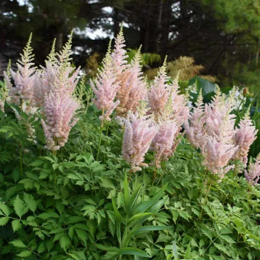 Chinese Astilbe 'Milk and Honey', False Spirea 'Milk and Honey', False Goat's Beard 'Milk and Honey', Astilbe 'Milk and Honey', White Astilbe, White False Spirea, White False Goat Beard