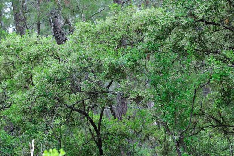 Vaccinium arboreum, Farkleberry, Tree Sparkleberry, Sparkleberry, Winter Huckleberry, Huckleberry, Batodendron andrachniforme, Batodendron arboreum, Blueberries, Fruiting Shrubs, Evergreen Shrubs