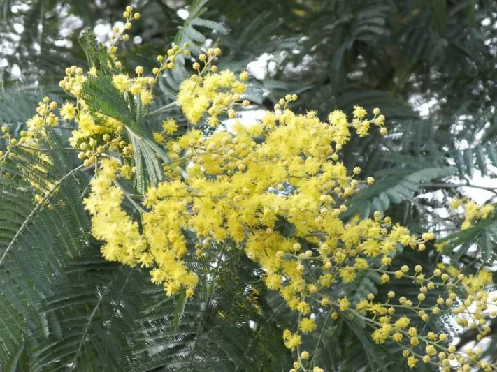 Acacia dealbata, Silver Wattle, Blue Wattle, Mimosa, Evergreen Tree, Evergreen Shrub, Yellow Flowers, Fragrant Shrub, Fragrant Tree