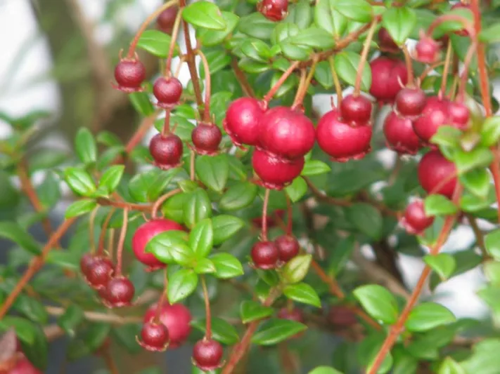 Ugni molinae,Chilean Guava, Strawberry Myrtle, Eugenia ugni, Myrtus ugni, Evergreen Shrubs, White flowers, Pink flowers, Red Fruits, drought tolerant flowers, Flowering  Shrub