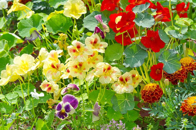 Tropaeolum, nasturtium, Common Nasturtium, Indian Cress, Mexican Cress, Peruvian Cress, Garden Nasturtium, Tropaeolum tricolor, Canary Creeper, Tropaeolum peregrinum