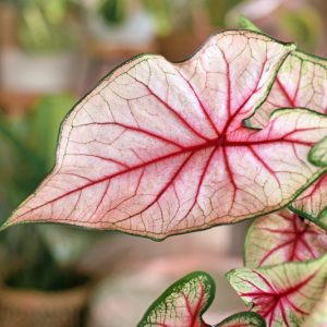 Caladium, Caladium Plant, Caladium Care, Caladiums, Shade Plant, Shade loving plant, Shade Garden